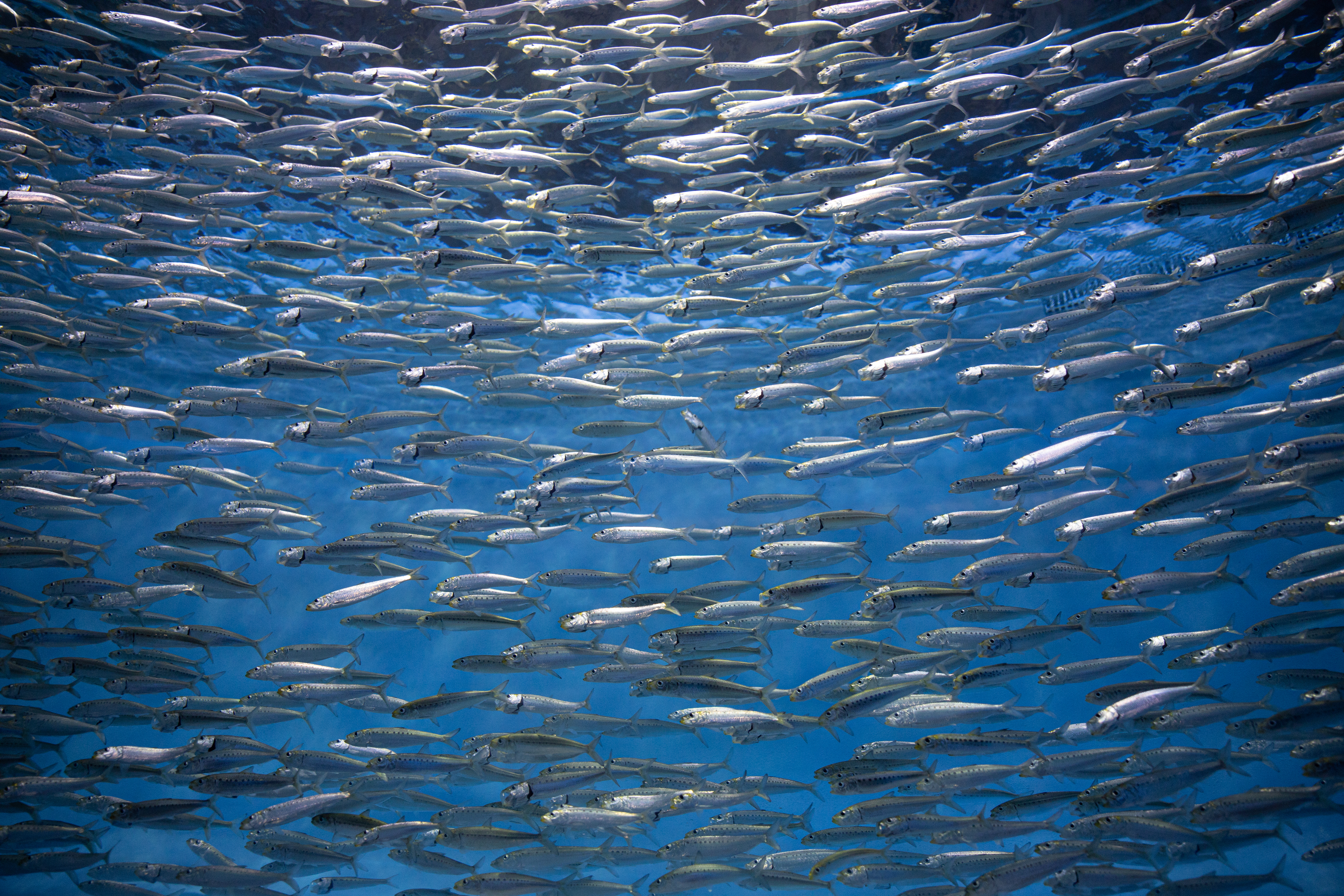 Dana L. Brown/flickr school of pacific sardines