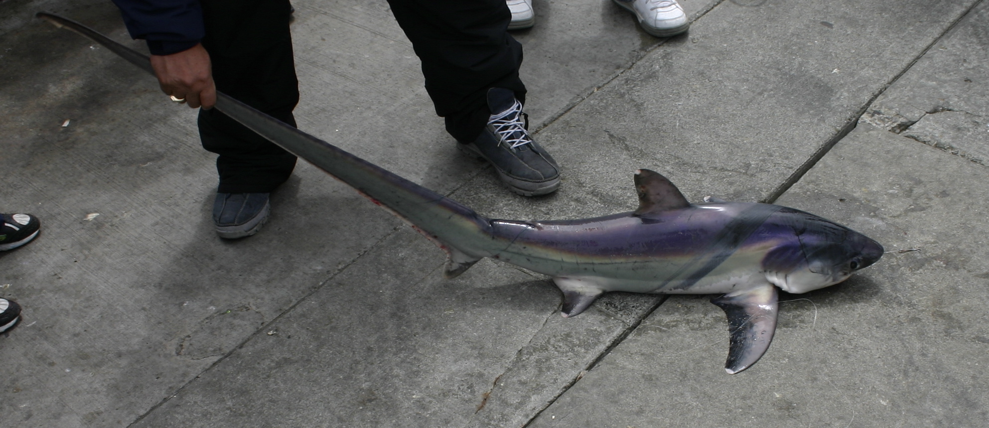 Paul E. Ester/Wikipedia small Pacific Common Thresher Shark