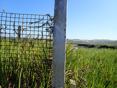 Pickleweed grows noticeably taller and denser in the fenced area from which crabs are excluded.