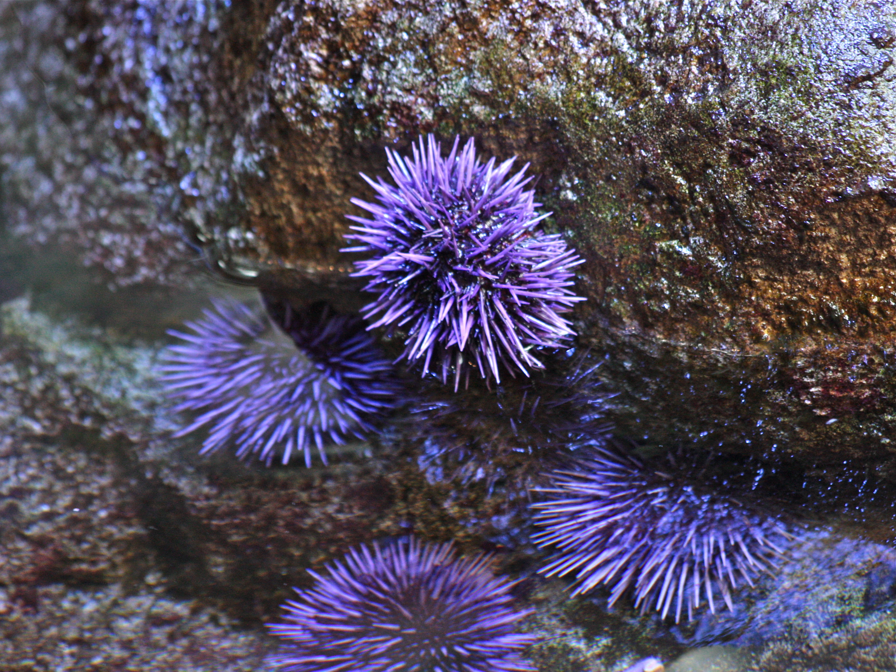 California Academy of Sciences