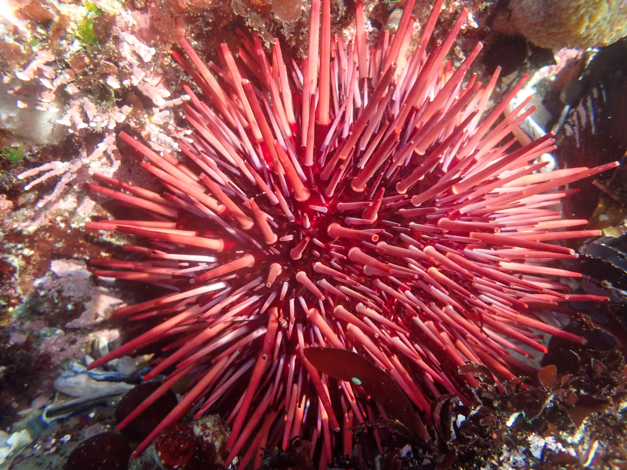Chloe and Trevor/iNaturalist red sea urchin amongst substrate