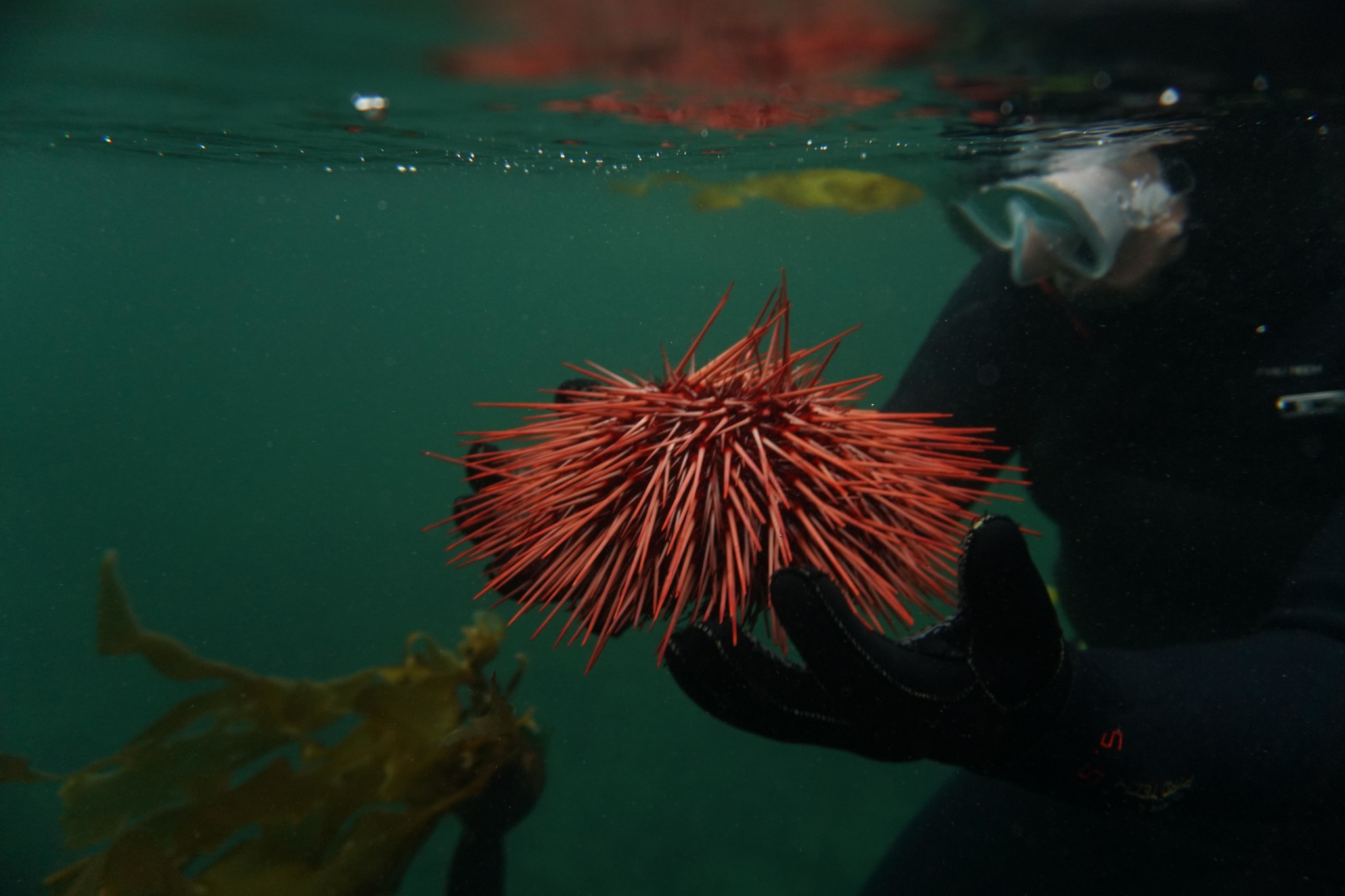 liamkmc/iNaturalist red sea urchin held underwater by a scuba diver, a kelp piece floats in the background
