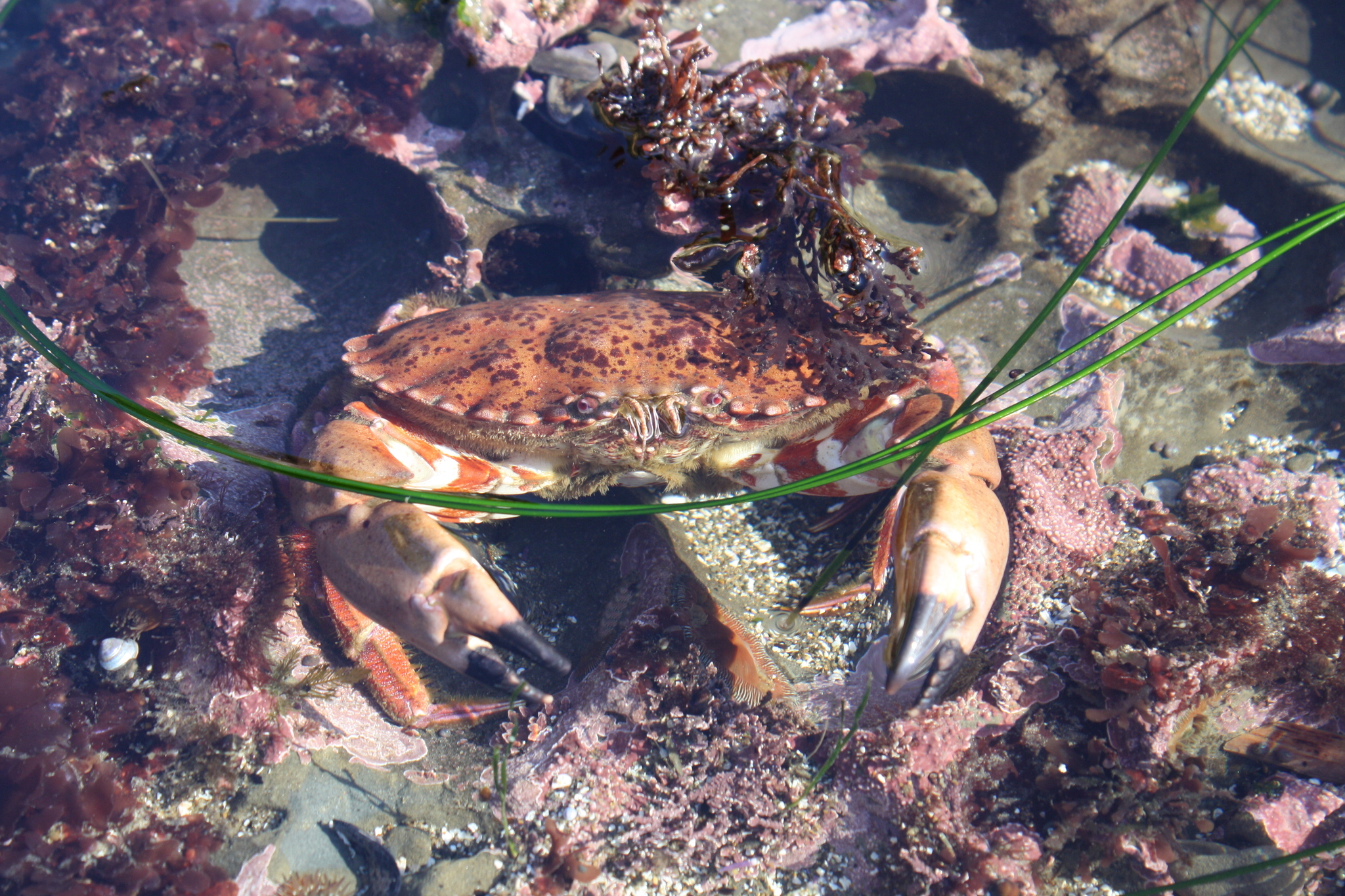 Camden Bruner/iNaturalist Rock crab hiding amongst substrate