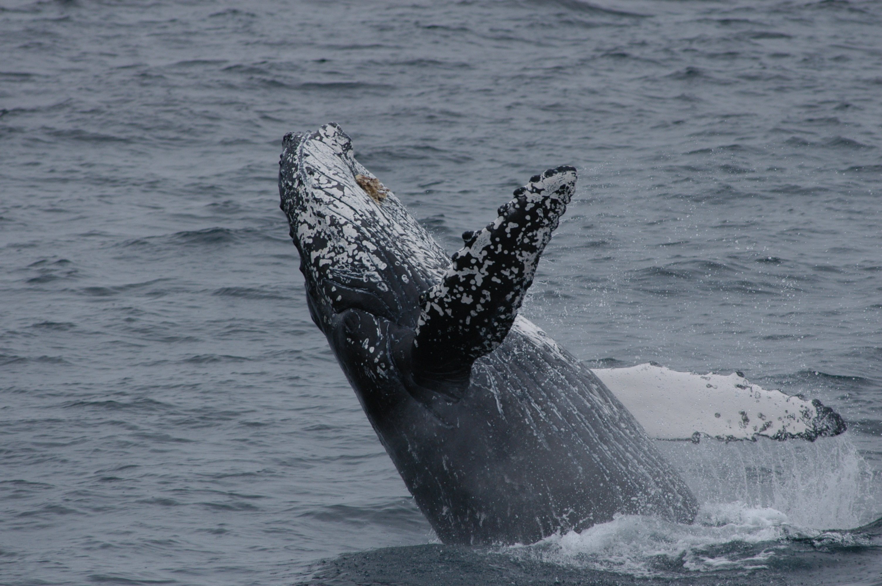 whale breeching monterey
