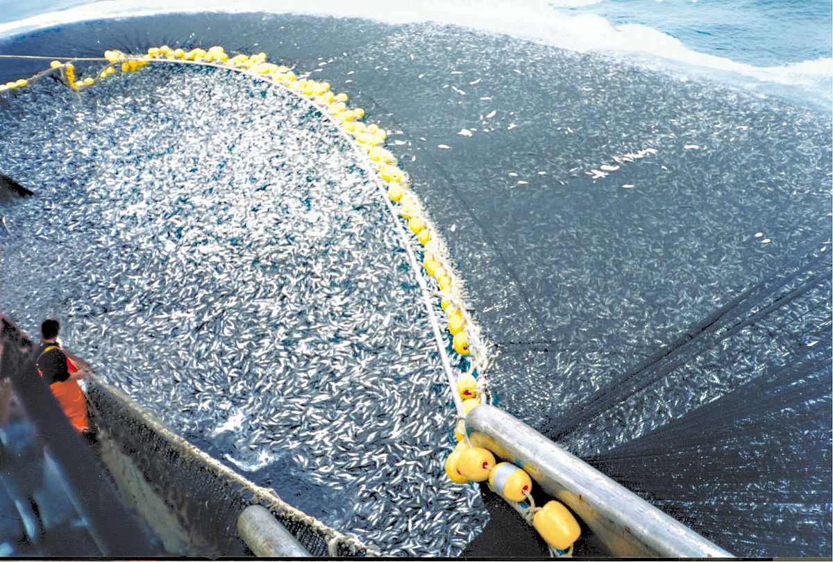 Purse seine net filled with fish