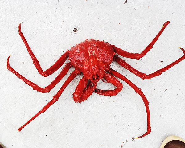 NOAA Scarlett King Crab