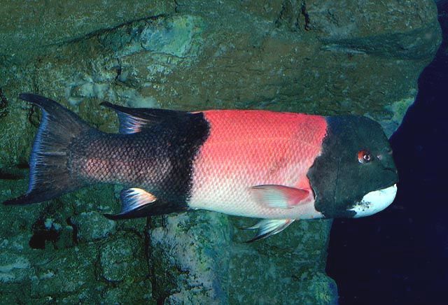 Robertson, D Ross/CC BY-NC California Sheephead