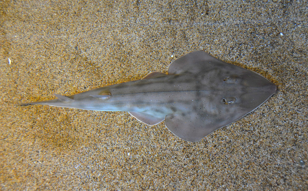 Adam Fagen/CC BY-NC-SA 4.0 Shovelnose Guitarfish