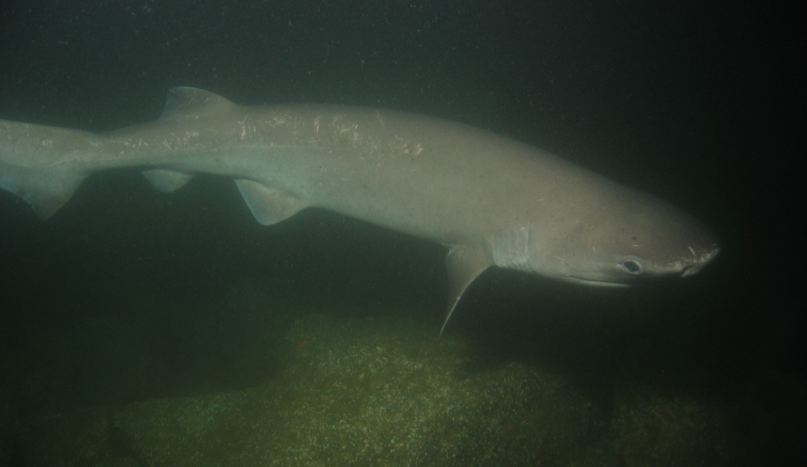 Sixgill shark observed in the murky waters of the Reading Rock SMR.