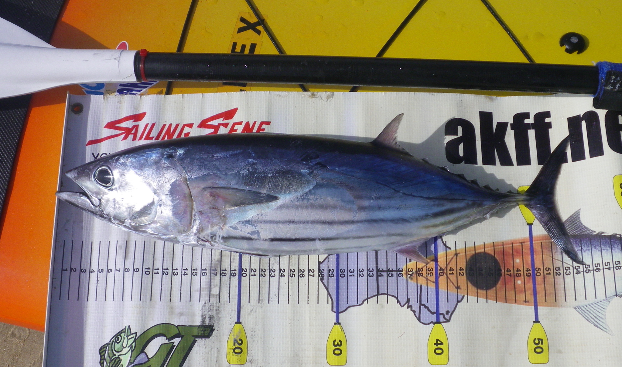 Kevin Long/iNaturalist skipjack tuna placed against a backdrop with measurement marks