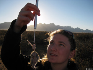 Katie Smith weighs a rare harvest mouse.