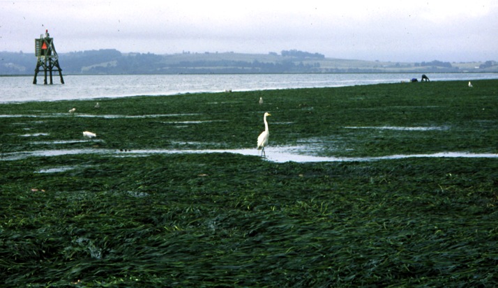 Birds forage in an eelgrass bed in southern Humboldt Bay. Credit: F. Shaughnessy