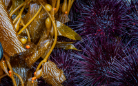 Kelp and urchin macro shot.