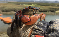 The striped shore crab (Pachygrapsus crassipes) is a small crab found all along the West Coast of North America, and it is extremely abundant in Elkhorn Slough.