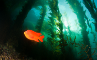  A garibaldi swims through a California Marine Protected Area.
