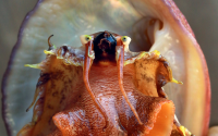 A white abalone showing its distinctive face, with two long cephalic tentacles below its eyes. These tentacles are how the abalone sense the surrounding environment.