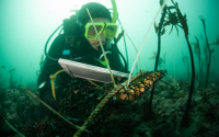 A diver checks equipment used to plant bull kelp.