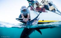 The PIER team bolts an Argos transmitter to the dorsal fin of a swordfish caught with deep-set gear. The transmitters allow the researcher to track movements of swordfish throughout their annual migration cycles. Photo credit: PIER
