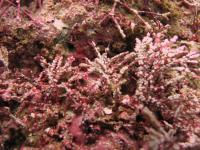 Coralline algae covered in barnacles. Courtesy of Emily Donham.