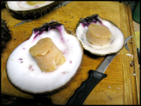  Giant – or purple-hinged – rock scallops are big and delicious. Courtesy of Carolynn Culver.