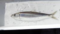 One Pacific herring out of water. Courtesy of James Ervin