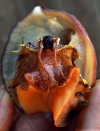 A hand shows the orange snail-like body, eyes and mouth of an endangered white abalone wiggling out of its shell.