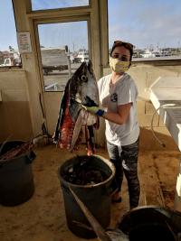 A young woman in a white tee shirt holds up a large tuna carcass over a trash can at a fish-gutting station in a lab.