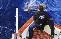 PIER researchers catching swordfish