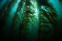 Kelp forest