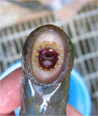 Lamprey with its mouth open