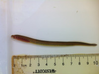 Lamprey larva