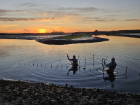 Two people outplanting baby oysters