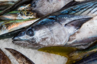 Fish presented at market