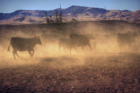 Cattle in dust in California
