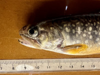 Brook trout