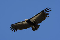 A California condor soars through blue skies. Credit: San Diego Zoo Global