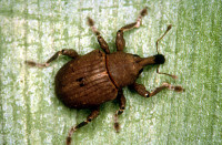 The weevil Neochetina bruchi Credit: CSIRO