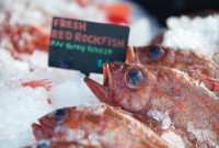 fresh red rockfish on ice