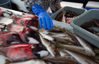 fish on ice
