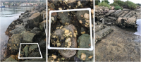 Shots of 3 rip rap survey sites (from left to right): Shelter Island West, Shelter Island East, and NTC Channel.