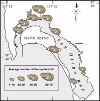 map of san diego bay with average density of oysters at each survey site.
