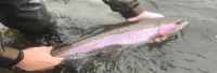 Wild steelhead with intact adipose fin.