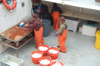 Fishers putting catch on ice