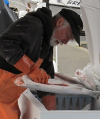 Fisherman looking over catch in cooler.