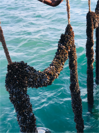 Aquaculture