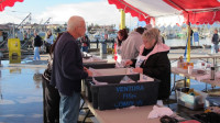 Fish market scene