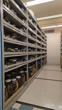 Museum fish collection