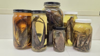 Jars with fish specimen