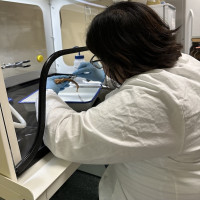 Jessica Flores dissects a fish