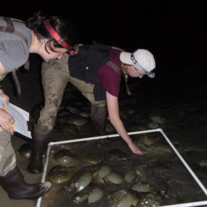 Photo: Horseshoe Crab Spawning Survey